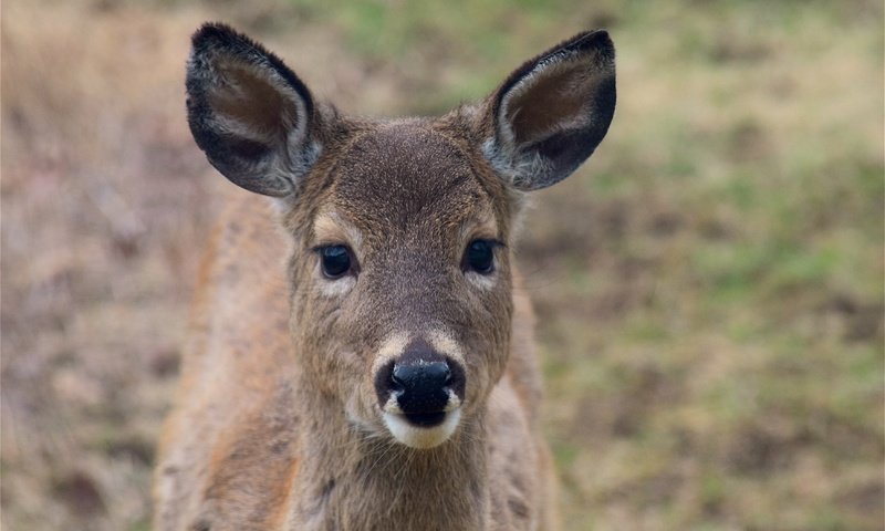 Обои морда, олень, взгляд, уши, face, deer, look, ears разрешение 4496x3000 Загрузить