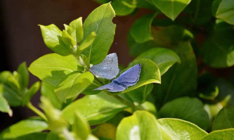 Обои природа, листья, крылья, насекомые, бабочки, растение, nature, leaves, wings, insects, butterfly, plant разрешение 1920x1080 Загрузить