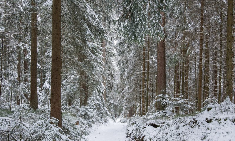 Обои деревья, guido de kleijn, река, снег, природа, лес, зима, стволы, тропинка, trees, river, snow, nature, forest, winter, trunks, path разрешение 3840x2400 Загрузить