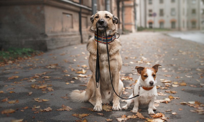 Обои прогулка, ошейник, собаки, поводок, осенние листья, walk, collar, dogs, leash, autumn leaves разрешение 1920x1200 Загрузить