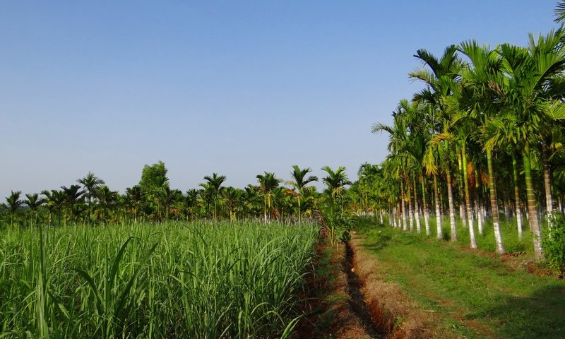 Обои трава, пальмы, плантации, урожай дорожка, grass, palm trees, plantation, vintage track разрешение 4719x3235 Загрузить