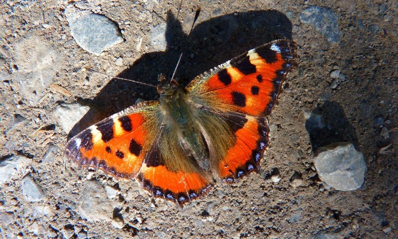 Обои земля, камни, насекомое, фон, бабочка, крылья, earth, stones, insect, background, butterfly, wings разрешение 4000x3000 Загрузить