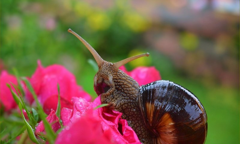 Обои цветы, макро, розы, улитка,  , flowers, macro, roses, snail разрешение 3004x1901 Загрузить