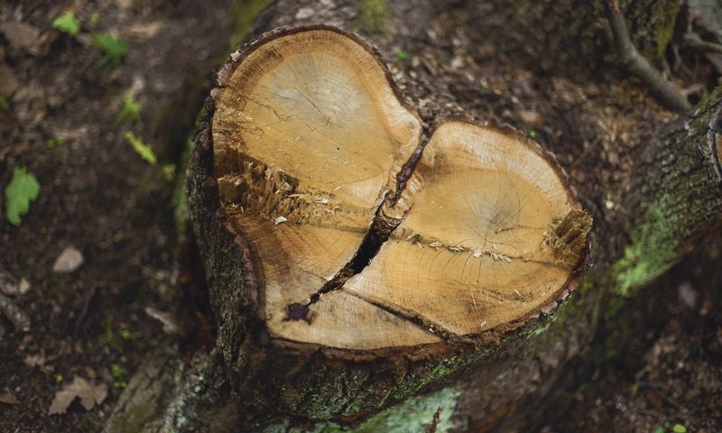 Обои природа, дерево, фон, сердце, пень, пенек, nature, tree, background, heart, stump разрешение 2048x1365 Загрузить
