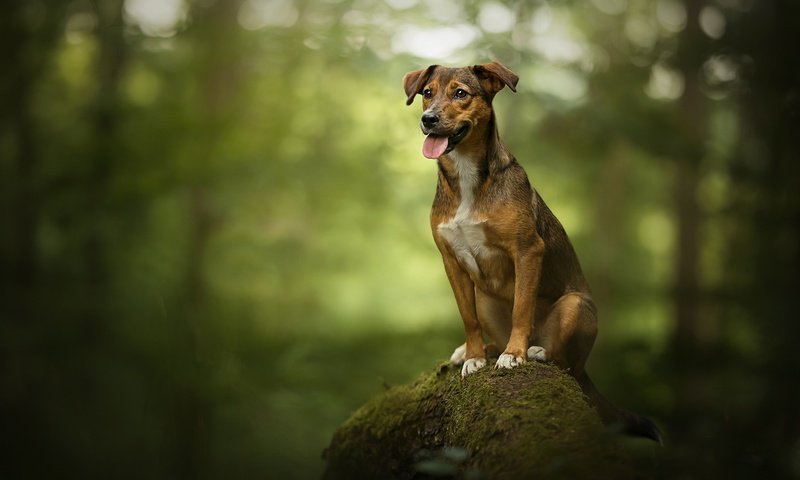 Обои дерево, собака, камень, мох, язык, боке, родезийский риджбек, tree, dog, stone, moss, language, bokeh, rhodesian ridgeback разрешение 2048x1367 Загрузить