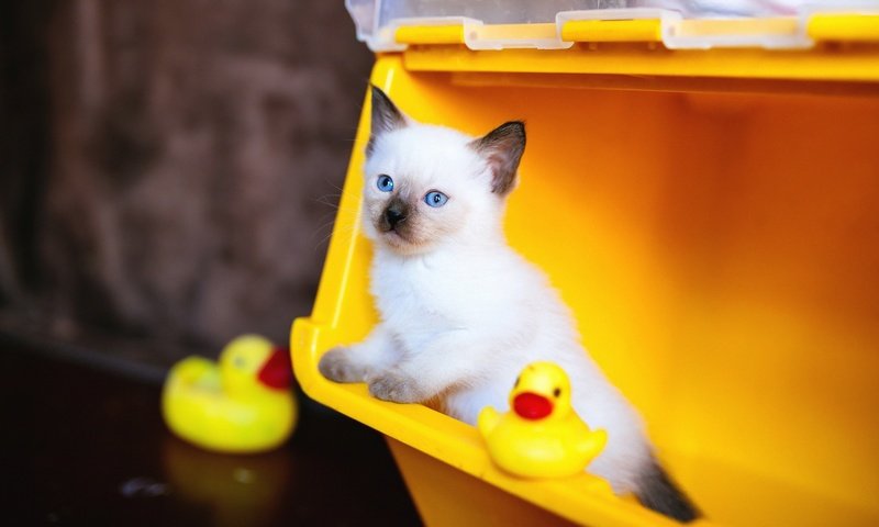 Обои фон, сиамский, кошка, контейнер, взгляд, рэгдолл, котенок, игрушки, мордашка, голубые глаза, утята, background, siamese, cat, container, look, ragdoll, kitty, toys, face, blue eyes, ducklings разрешение 2048x1152 Загрузить