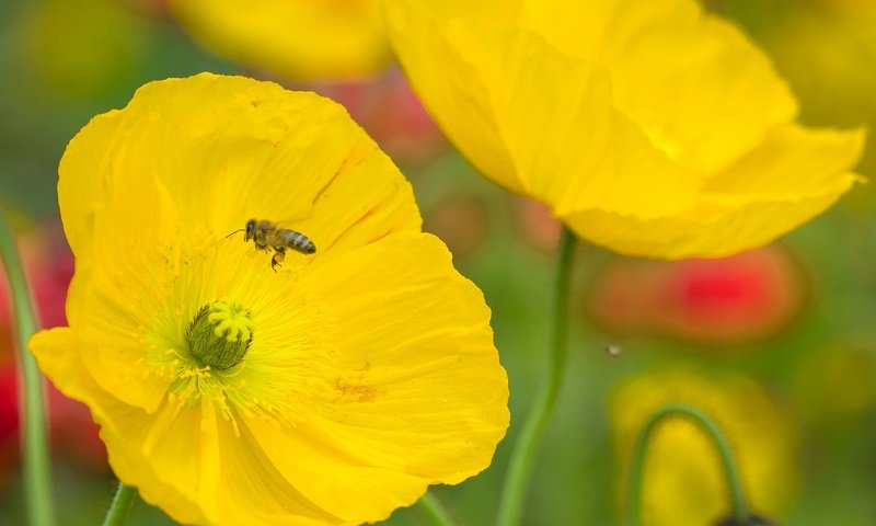 Обои цветы, насекомое, лепестки, мак, пчела, flowers, insect, petals, mac, bee разрешение 2048x1316 Загрузить