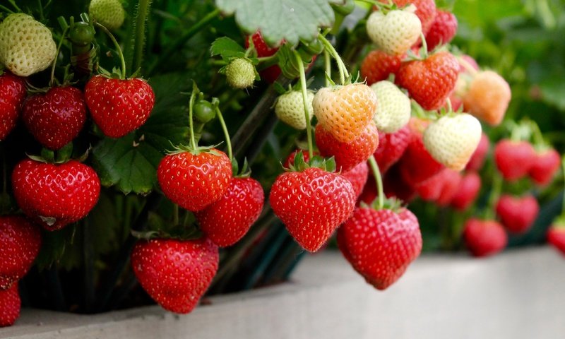Обои клубника, спелая, ягоды, strawberry, ripe, berries разрешение 4272x2848 Загрузить