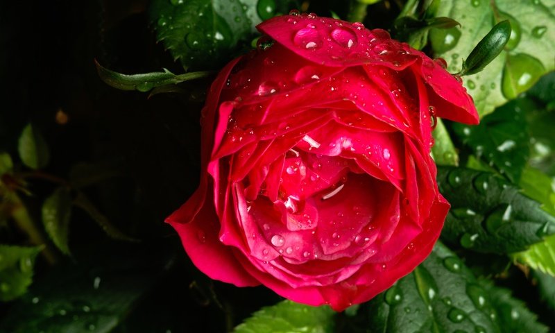 Обои макро, цветок, капли, роза, бутон, после дождя, macro, flower, drops, rose, bud, after the rain разрешение 6000x4000 Загрузить