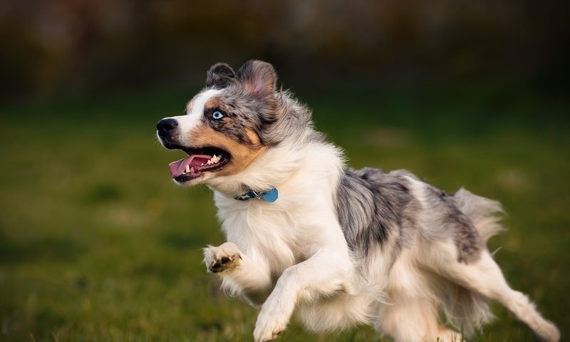 Обои собака, друг, австралийская овчарка, dog, each, australian shepherd разрешение 2048x1365 Загрузить