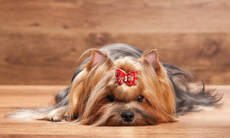 Обои собака, животное, пес, бантик, йорк, йоркширский терьер, dog, animal, bow, york, yorkshire terrier разрешение 3700x2467 Загрузить