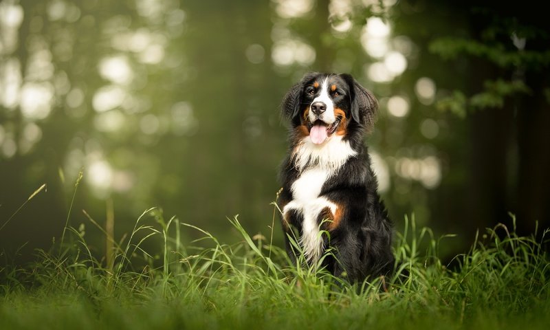 Обои морда, трава, взгляд, собака, язык, бернский зенненхунд, face, grass, look, dog, language, bernese mountain dog разрешение 2048x1326 Загрузить