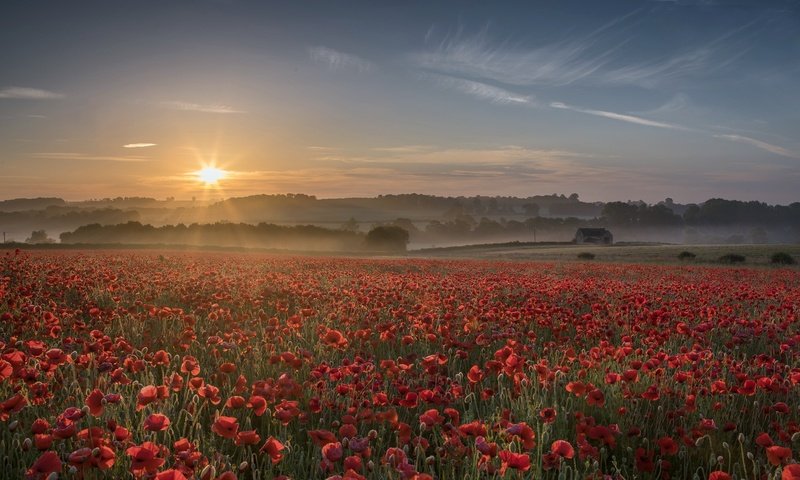 Обои цветы, закат, туман, поле, лето, красные, маки, flowers, sunset, fog, field, summer, red, maki разрешение 2000x1141 Загрузить