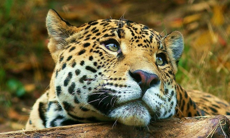 Обои морда, животные, взгляд, леопард, большая кошка, face, animals, look, leopard, big cat разрешение 1920x1080 Загрузить