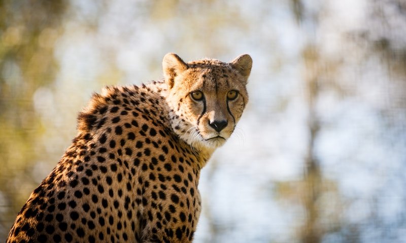 Обои глаза, морда, взгляд, размытость, хищник, большая кошка, гепард, eyes, face, look, blur, predator, big cat, cheetah разрешение 4368x2912 Загрузить