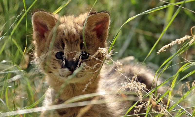 Обои трава, мордочка, взгляд, хищник, малыш, дикая кошка, сервал, grass, muzzle, look, predator, baby, wild cat, serval разрешение 3128x1848 Загрузить