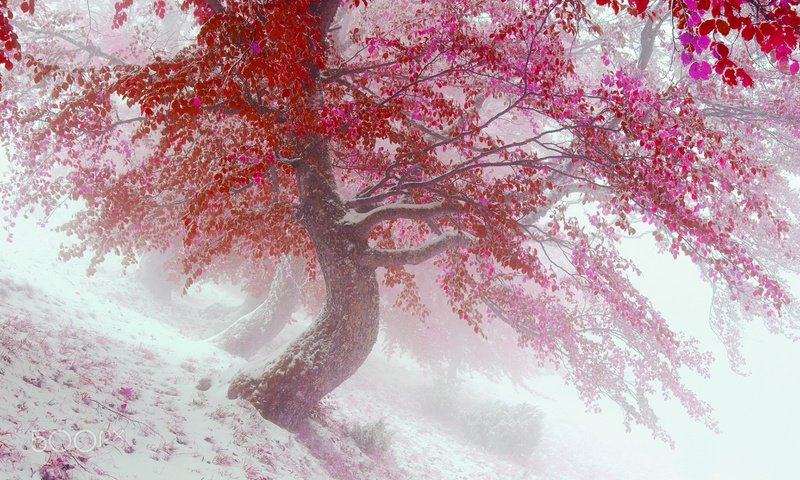 Обои деревья, снег, природа, листья, зима, туман, осень, vitalfoto, trees, snow, nature, leaves, winter, fog, autumn разрешение 1920x1200 Загрузить