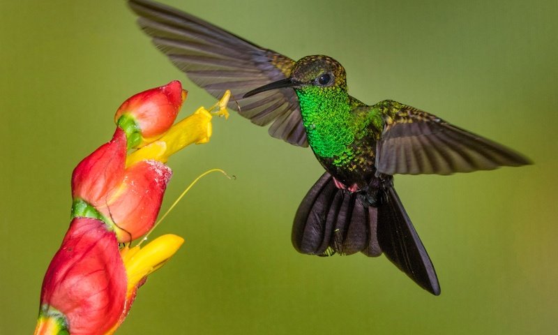 Обои цветок, крылья, птица, клюв, колибри, колибри-халибура, flower, wings, bird, beak, hummingbird, hummingbird-chalybura разрешение 2048x1307 Загрузить