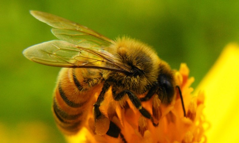Обои природа, насекомое, цветок, крылья, пчела, nature, insect, flower, wings, bee разрешение 2220x1351 Загрузить