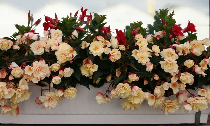 Обои цветы, много, бегония, flowers, a lot, begonia разрешение 3870x1600 Загрузить
