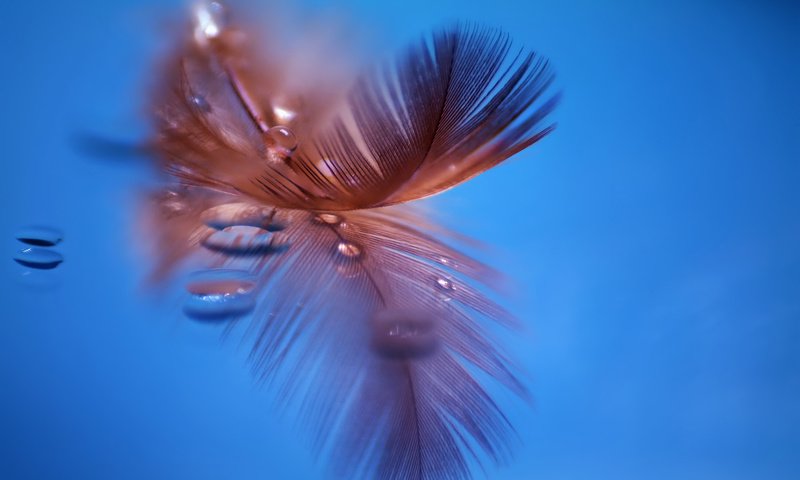 Обои макро, отражение, капли, перо, перышко, macro, reflection, drops, pen, a feather разрешение 1920x1200 Загрузить