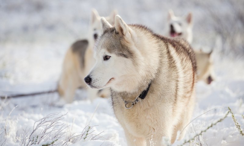 Обои снег, зима, мордочка, взгляд, хаски, собаки, snow, winter, muzzle, look, husky, dogs разрешение 3840x2400 Загрузить