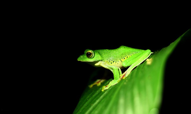 Обои лист, лягушка, черный фон, земноводные, sheet, frog, black background, amphibians разрешение 2560x1440 Загрузить