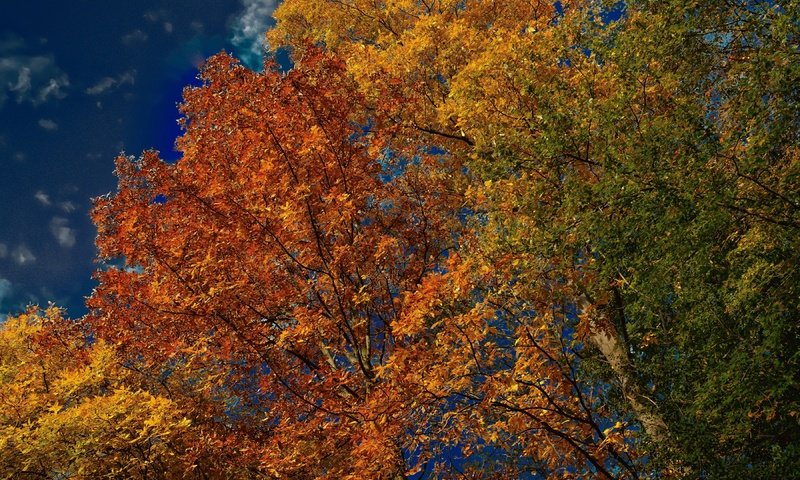 Обои небо, деревья, листья, осень, the sky, trees, leaves, autumn разрешение 3600x2401 Загрузить