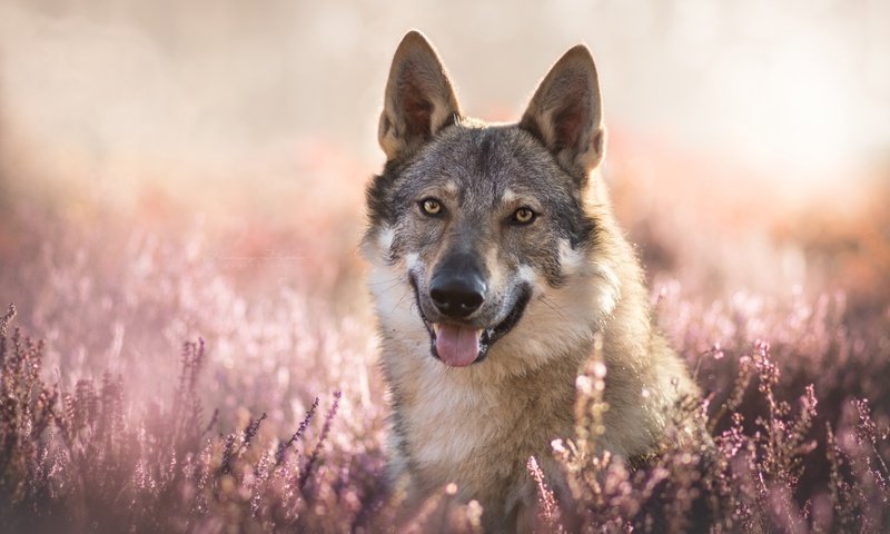 Обои морда, цветы, взгляд, боке, вереск, волкособ, гибрид собаки и волка, face, flowers, look, bokeh, heather, volkosob, a hybrid of dog and wolf разрешение 6000x4000 Загрузить