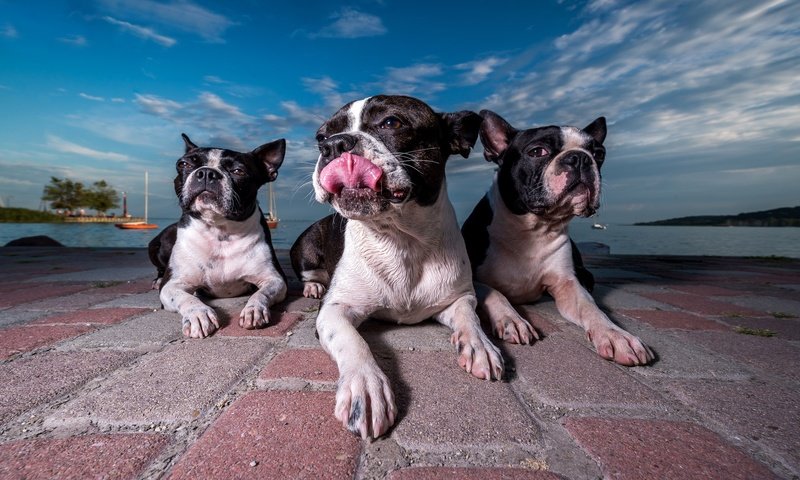 Обои набережная, собаки, бостон-терьер, promenade, dogs, boston terrier разрешение 2048x1220 Загрузить