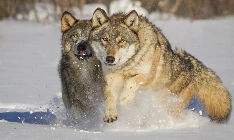 Обои снег, зима, хищники, волки, mlalancettee, snow, winter, predators, wolves разрешение 1920x1200 Загрузить