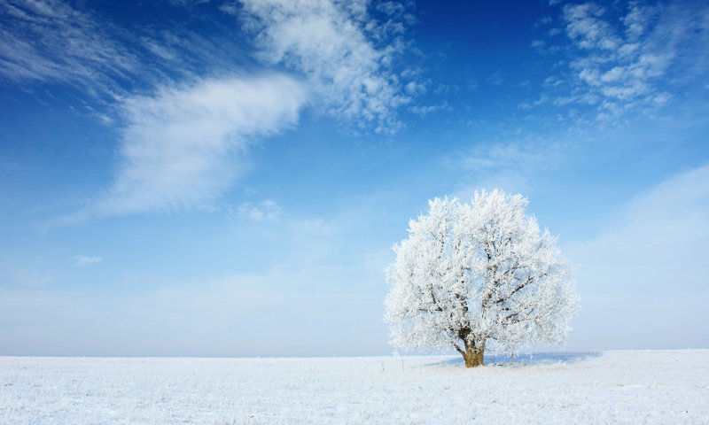 Обои небо, облака, снег, природа, дерево, зима, пейзаж, иней, the sky, clouds, snow, nature, tree, winter, landscape, frost разрешение 2880x1800 Загрузить