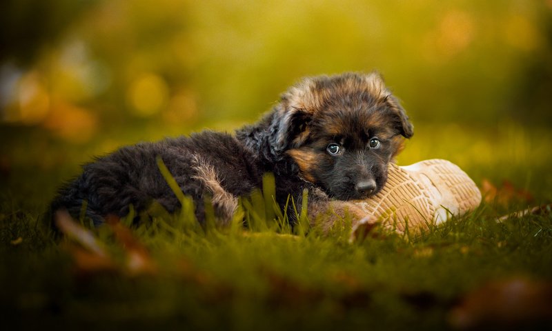 Обои трава, мордочка, взгляд, собака, щенок, немецкая овчарка, grass, muzzle, look, dog, puppy, german shepherd разрешение 1920x1200 Загрузить