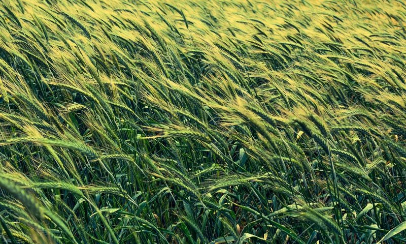 Обои поле, колосья, пшеница, злаки, ячмень, field, ears, wheat, cereals, barley разрешение 6000x4000 Загрузить