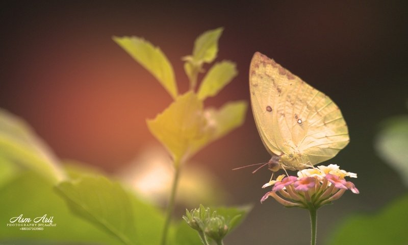 Обои цветы, растения, листья, насекомое, бабочка, крылья, flowers, plants, leaves, insect, butterfly, wings разрешение 3840x2160 Загрузить