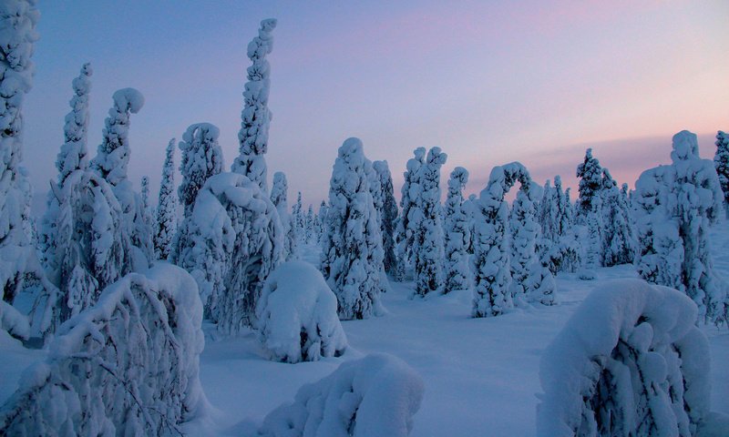 Обои деревья, снег, природа, лес, зима, trees, snow, nature, forest, winter разрешение 1920x1200 Загрузить