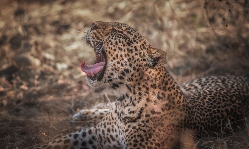 Обои морда, лапы, леопард, язык, оскал, face, paws, leopard, language, grin разрешение 1920x1200 Загрузить