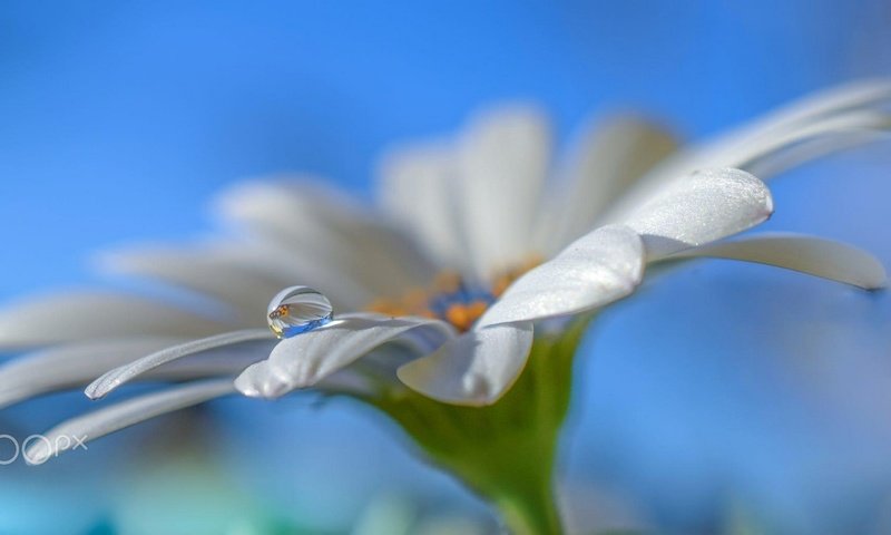 Обои небо, макро, цветок, капля, лепестки, белый, ромашка, aylin in the dropland, the sky, macro, flower, drop, petals, white, daisy разрешение 2097x1080 Загрузить