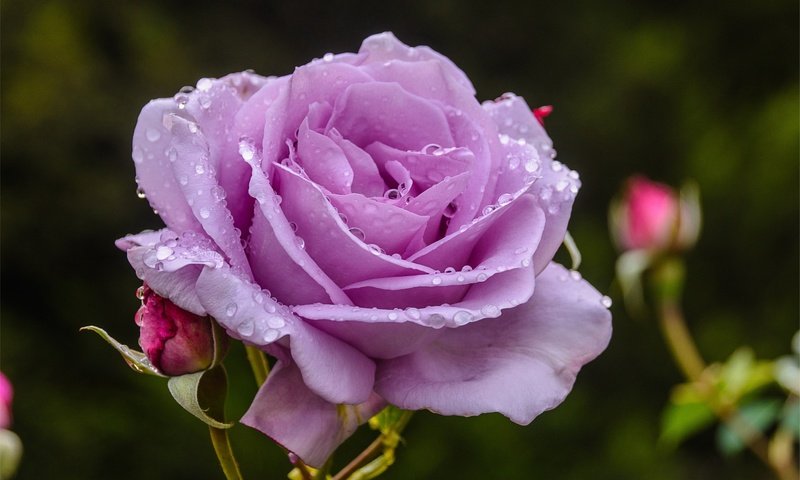 Обои макро, цветок, роза, лепестки, 3, macro, flower, rose, petals разрешение 5726x3726 Загрузить