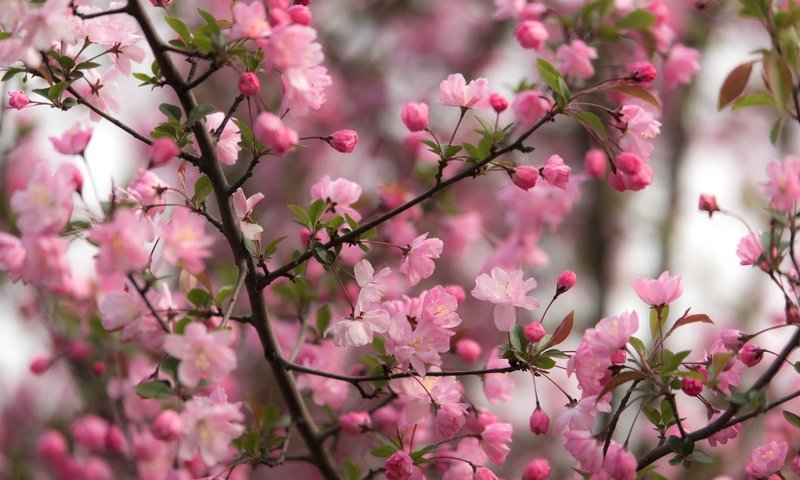 Обои дерево, цветение, ветки, весна, tree, flowering, branches, spring разрешение 2400x1574 Загрузить