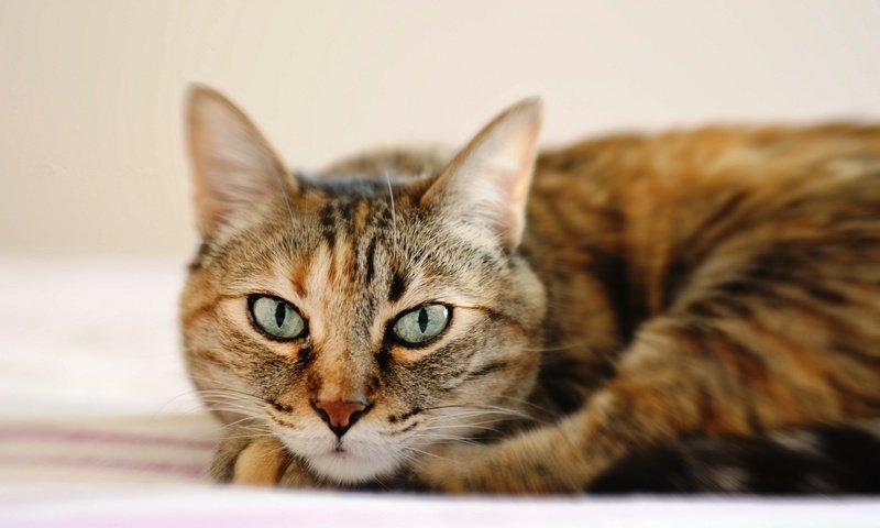 Обои глаза, кот, мордочка, усы, кошка, взгляд, лежит, eyes, cat, muzzle, mustache, look, lies разрешение 2048x1356 Загрузить