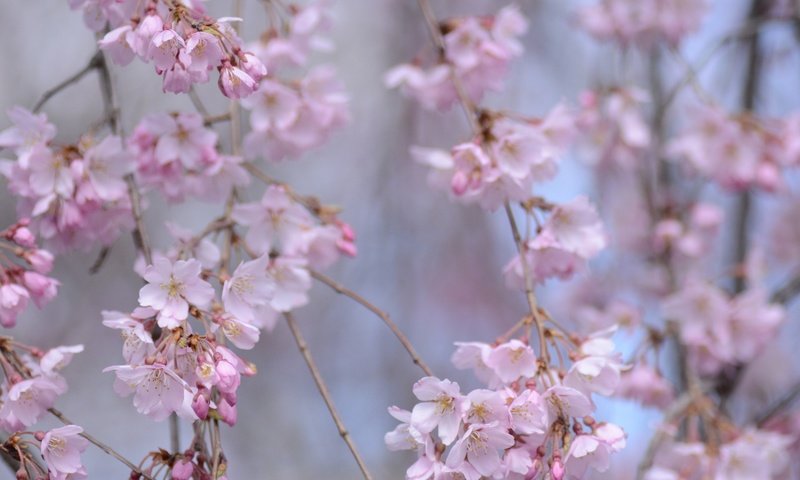 Обои цветение, ветки, весна, сакура, боке, flowering, branches, spring, sakura, bokeh разрешение 2048x1418 Загрузить
