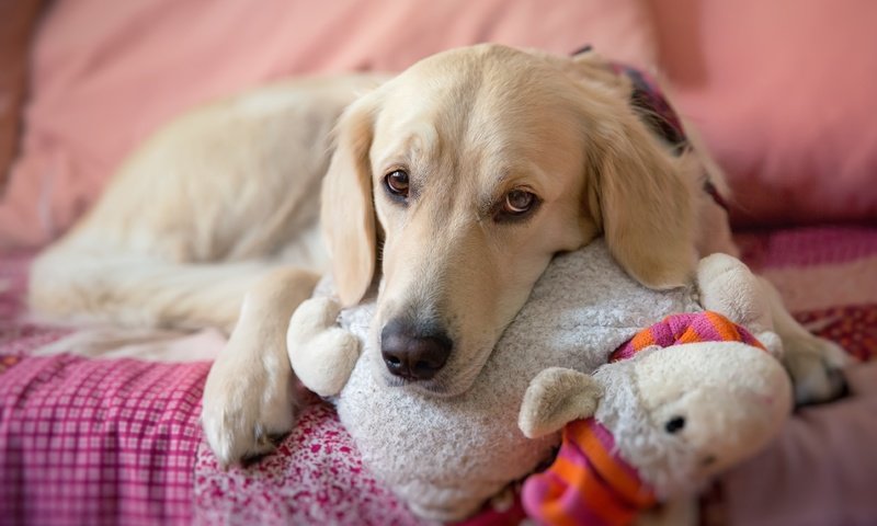 Обои мордочка, взгляд, собака, лежит, игрушка, постель, золотистый ретривер, muzzle, look, dog, lies, toy, bed, golden retriever разрешение 3847x2565 Загрузить