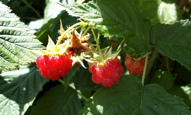 Обои малина, ягоды, куст, raspberry, berries, bush разрешение 1920x1200 Загрузить