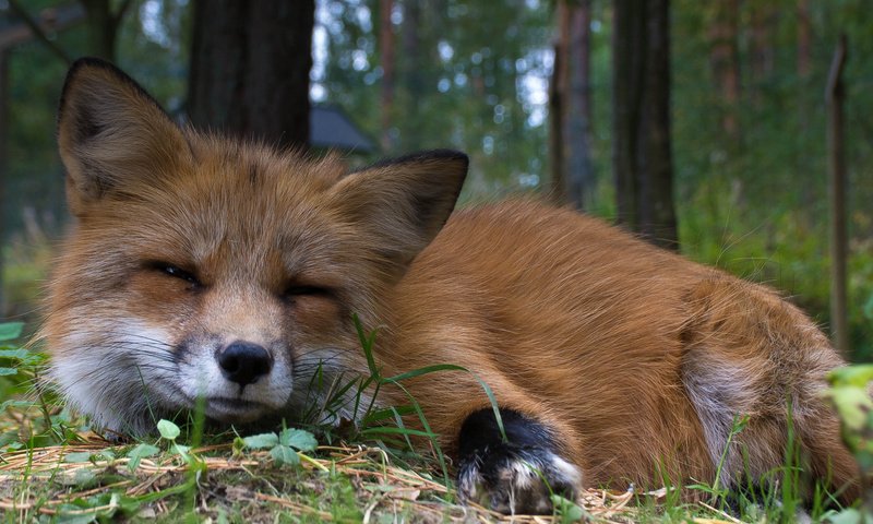 Обои взгляд, рыжая, лиса, животное, мех, look, red, fox, animal, fur разрешение 1920x1080 Загрузить