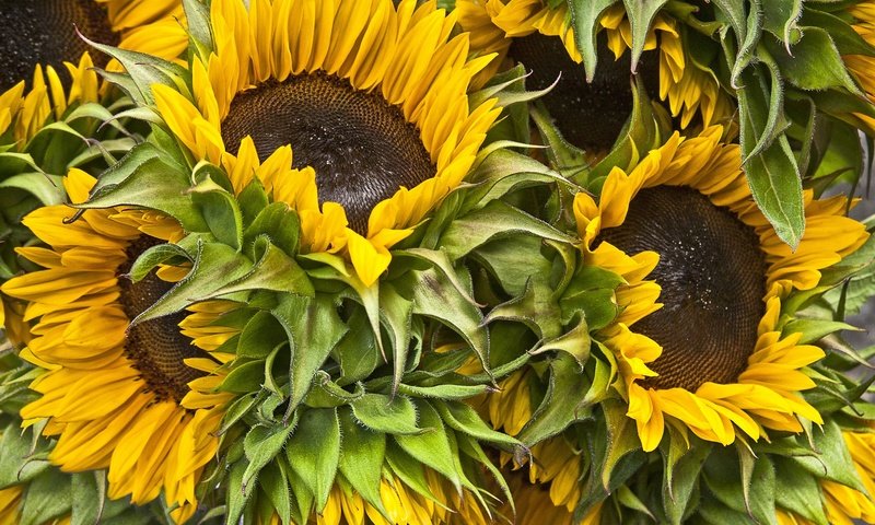 Обои цветы, букет, подсолнухи, flowers, bouquet, sunflowers разрешение 2048x1379 Загрузить