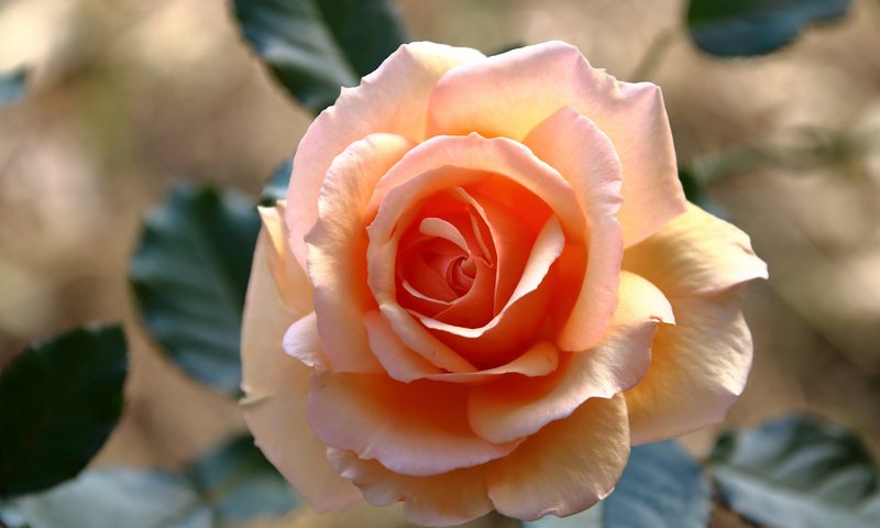 Обои свет, листья, цветок, роза, розовая, оранжевая, light, leaves, flower, rose, pink, orange разрешение 2112x1188 Загрузить