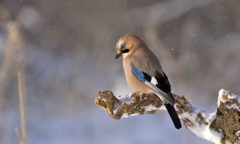 Обои снег, природа, птица, сойка, snow, nature, bird, jay разрешение 1920x1080 Загрузить
