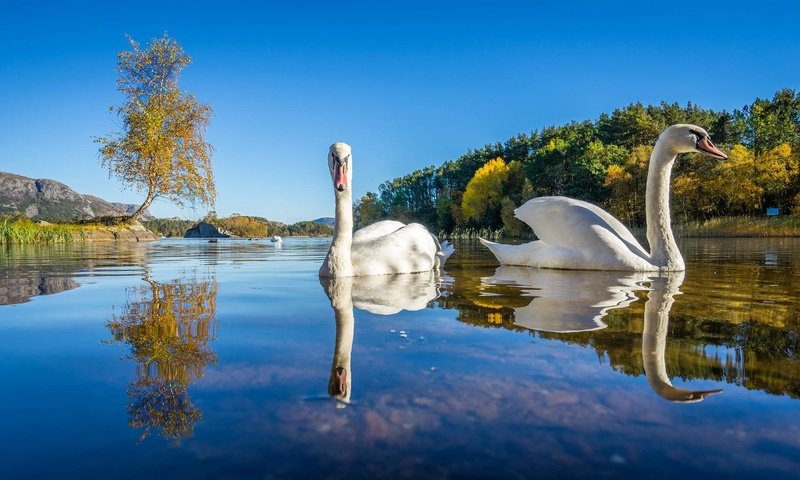 Обои озеро, природа, отражение, птицы, лебеди, лебедь, белый лебедь, lake, nature, reflection, birds, swans, swan, white swan разрешение 2048x1152 Загрузить