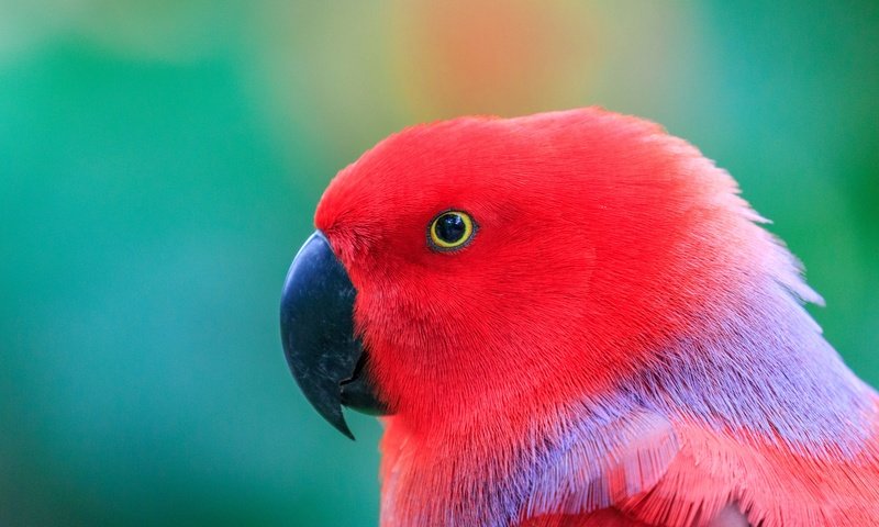 Обои попугай, голова, птаха, parrot, head, bird разрешение 2560x1440 Загрузить